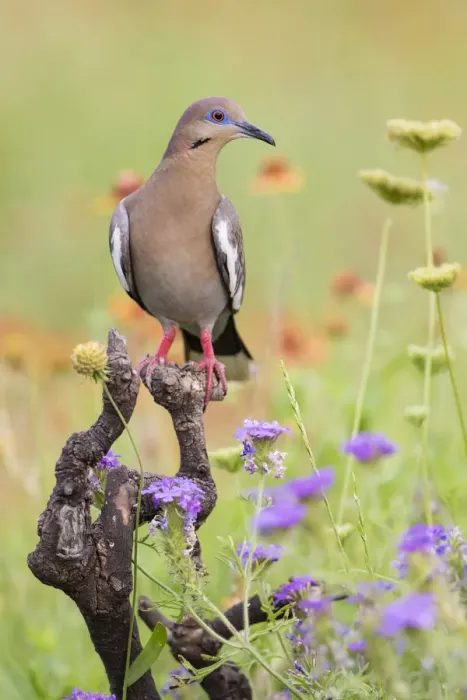 Framed Print : White-winged Dove (Zenaida asiatica) perched in wildflowers Framed Print : White-winged Dove (Zenaida asiatica) perched in wildflowers