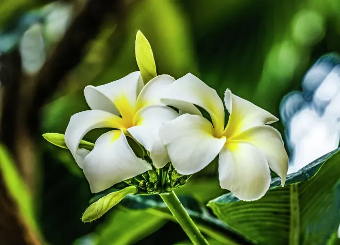 Framed Print : White yellow frangipani plumeria, Waikiki, Honolulu, Hawaii Framed Print : White yellow frangipani plumeria, Waikiki, Honolulu, Hawaii