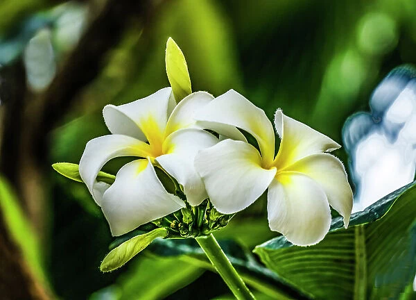 White yellow frangipani plumeria, Waikiki, Honolulu, Hawaii