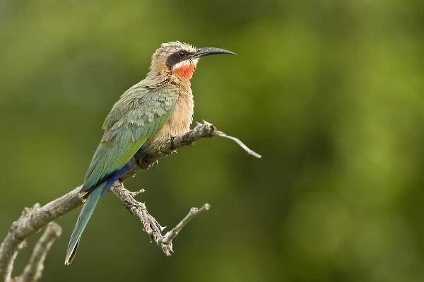 Whitefronted Bee-eater, Merops bullockoides, Imfolozi Game Reserve, South Africa