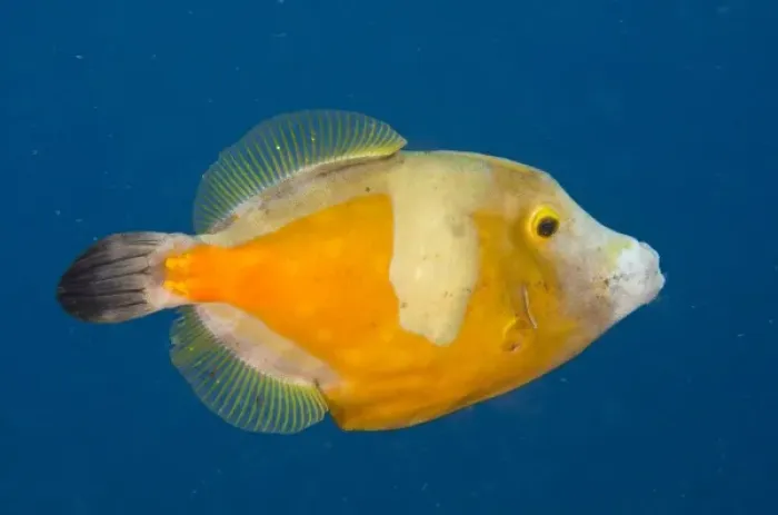 Framed Print : Whitespotted Filefish Orange Phase Framed Print : Whitespotted Filefish Orange Phase