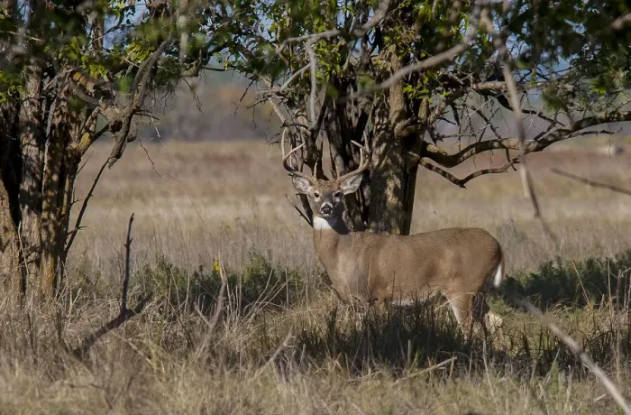 Framed Print : Whitetail deer Framed Print : Whitetail deer