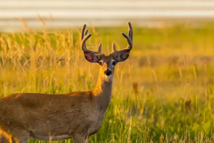 Framed Print : Whitetail deer buck in velvet antlers at Ninepipe WMA near Ronan, Montana, USA Framed Print : Whitetail deer buck in velvet antlers at Ninepipe WMA near Ronan, Montana, USA