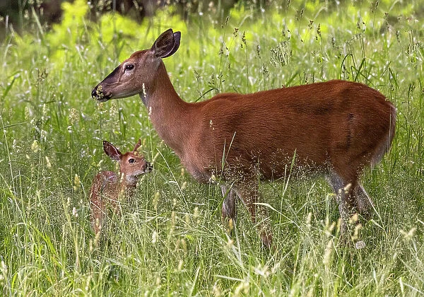 Whitetail deer doe and fawn in Whitefish, Montana, USA