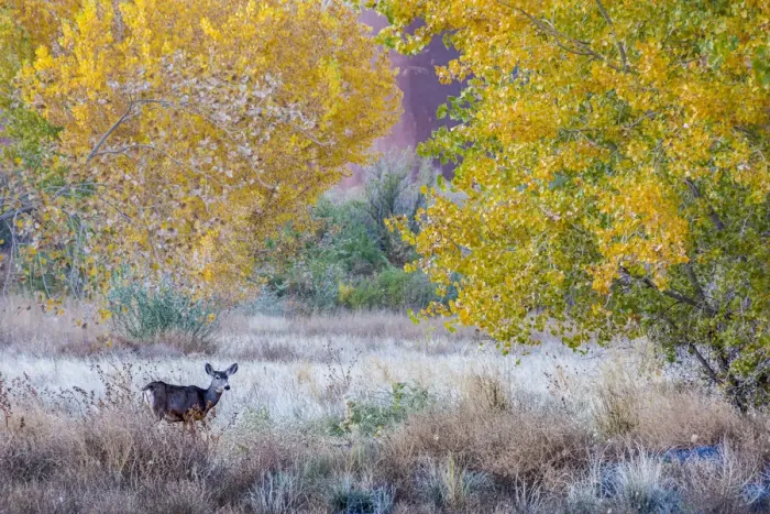 Framed Print : Whitetail deer grazing under autumn cottonwood tree, near Moab, Utah, USA