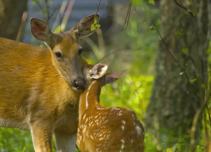 Framed Print : Whitetail doe nuzzles with fawn in Whitefish, Montana, USA Framed Print : Whitetail doe nuzzles with fawn in Whitefish, Montana, USA