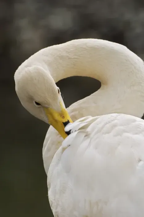 Framed Print : Whooper Swan, Cygnus cygnus Framed Print : Whooper Swan, Cygnus cygnus