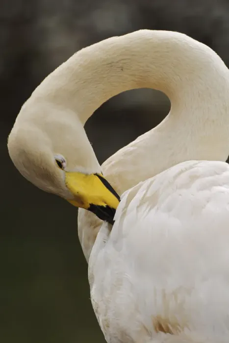 Framed Print : Whooper Swan, Cygnus cygnus Framed Print : Whooper Swan, Cygnus cygnus