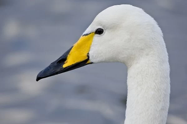Whooper Swan at a pond in Reykjavik, Iceland