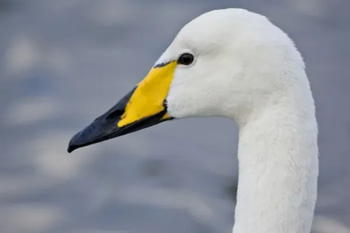 Framed Print : Whooper Swan at a pond in Reykjavik, Iceland
