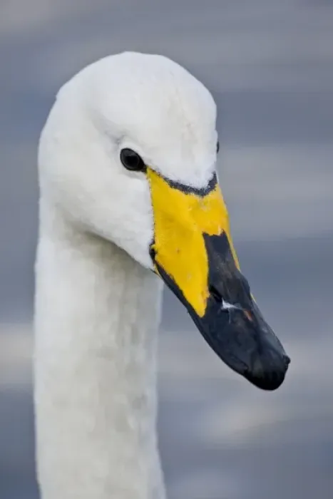 Framed Print : Whooper Swan at a pond in Reykjavik, Iceland Framed Print : Whooper Swan at a pond in Reykjavik, Iceland
