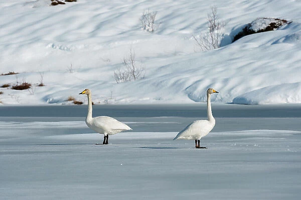 Two whooper swans, Cygnus cygnus, on snowy and icy Ostadvatnet Lake. Ostadvatnet Lake, Lofoten Islands, Nordland, Norway