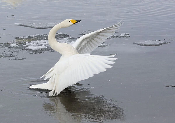 Whooper swans flapping wings on frozen Lake Kussharo, Hokkaido