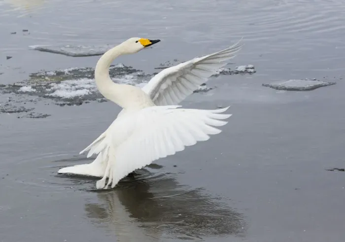Framed Print : Whooper swans flapping wings on frozen Lake Kussharo, Hokkaido Framed Print : Whooper swans flapping wings on frozen Lake Kussharo, Hokkaido