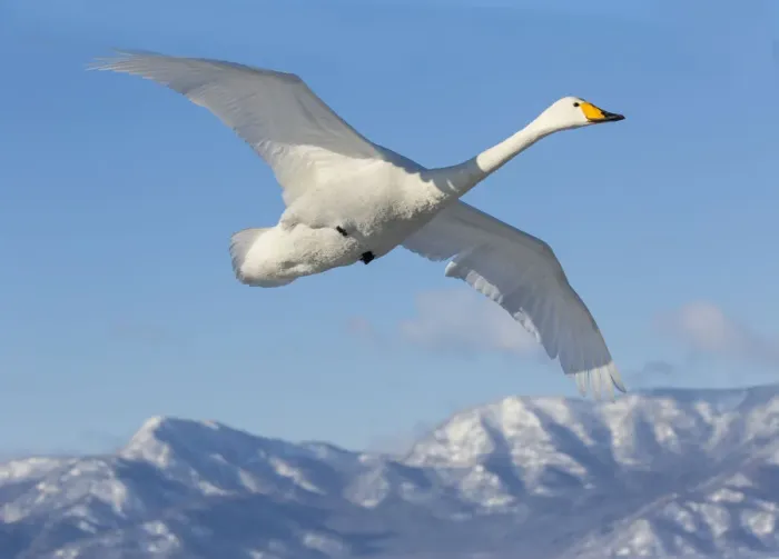 Framed Print : Whooper swans flying on frozen Lake Kussharo, Hokkaido Framed Print : Whooper swans flying on frozen Lake Kussharo, Hokkaido