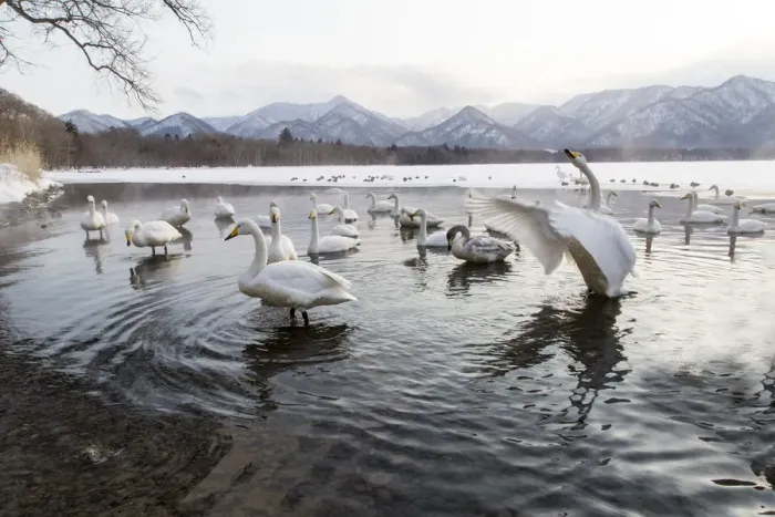 Framed Print : Whooper swans on frozen Lake Kussharo, Hokkaido Framed Print : Whooper swans on frozen Lake Kussharo, Hokkaido