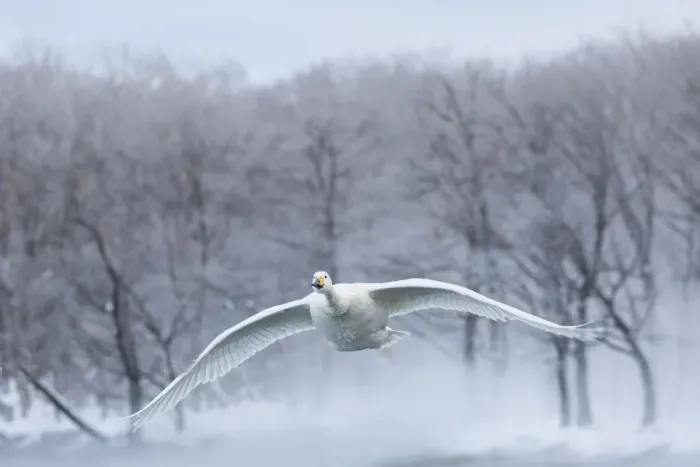 Framed Print : Whooper swans on frozen Lake Kussharo, Hokkaido