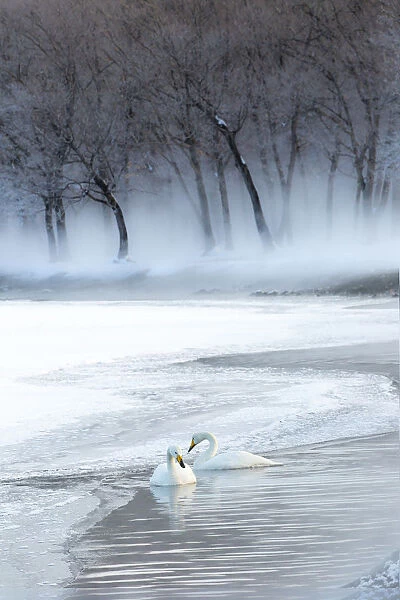 Whooper swans on frozen Lake Kussharo, Hokkaido