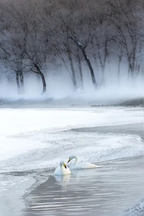 Framed Print : Whooper swans on frozen Lake Kussharo, Hokkaido Framed Print : Whooper swans on frozen Lake Kussharo, Hokkaido