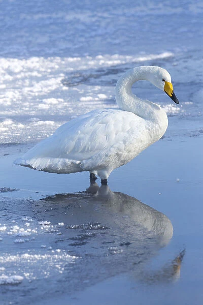 Whooper swans on frozen Lake Kussharo, Hokkaido