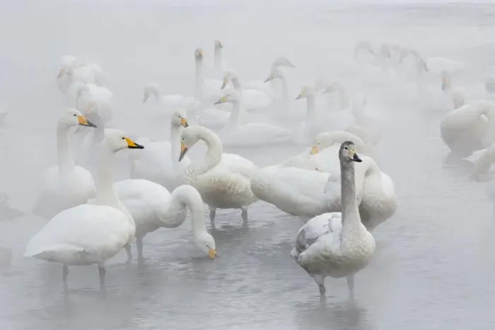 Framed Print : Whooper swans on frozen Lake Kussharo, Hokkaido Framed Print : Whooper swans on frozen Lake Kussharo, Hokkaido