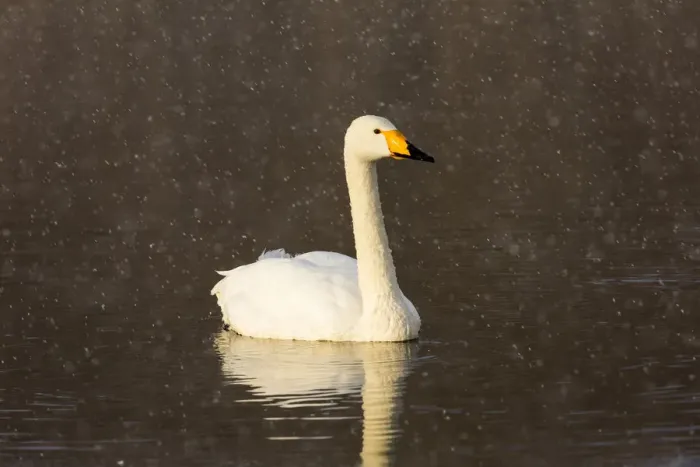 Framed Print : Whooper swans on frozen Lake Kussharo, Hokkaido