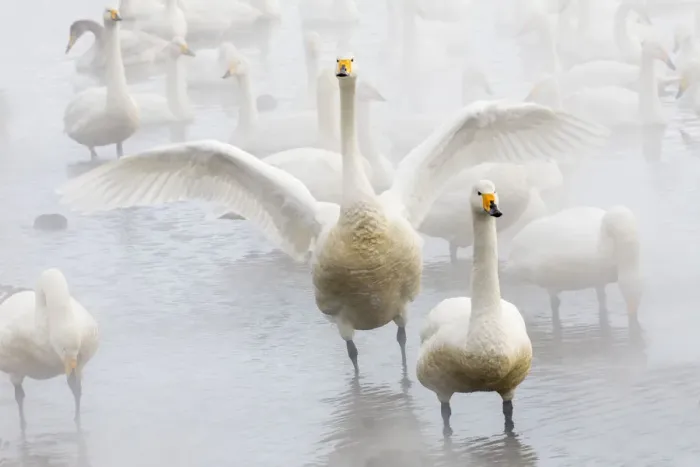 Framed Print : Whooper swans on frozen Lake Kussharo, Hokkaido Framed Print : Whooper swans on frozen Lake Kussharo, Hokkaido