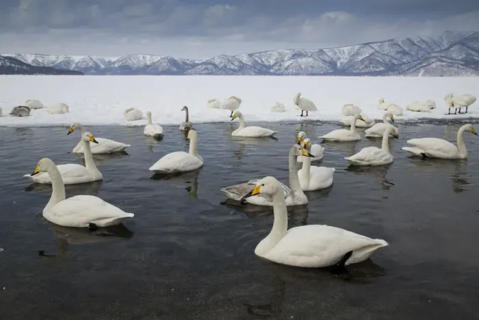 Framed Print : Whooper swans on frozen Lake Kussharo, Hokkaido Framed Print : Whooper swans on frozen Lake Kussharo, Hokkaido