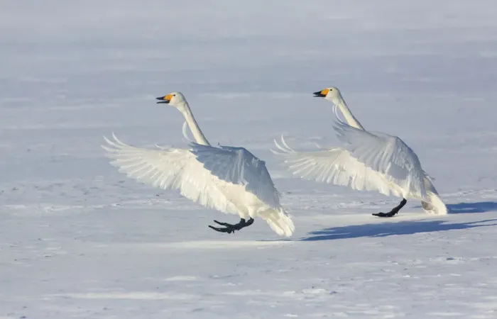 Framed Print : Whooper swans on frozen Lake Kussharo, Hokkaido Framed Print : Whooper swans on frozen Lake Kussharo, Hokkaido