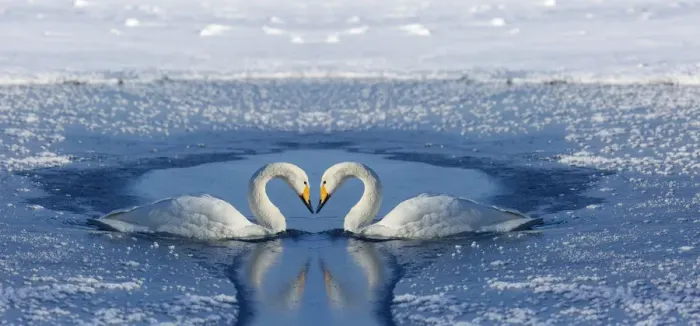 Framed Print : Whooper swans bill to bill on frozen Lake Kussharo, Hokkaido