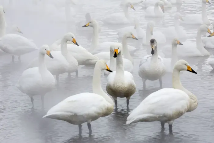 Framed Print : Whooper swans on frozen Lake Kussharo, Hokkaido