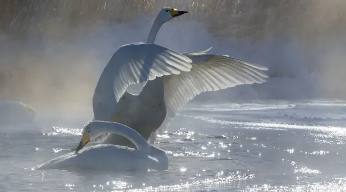 Framed Print : Whooper swans, Hokkaido, Japan