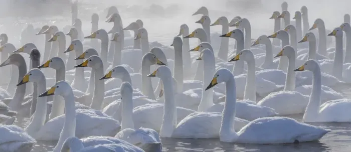 Framed Print : Whooper swans, Hokkaido, Japan Framed Print : Whooper swans, Hokkaido, Japan