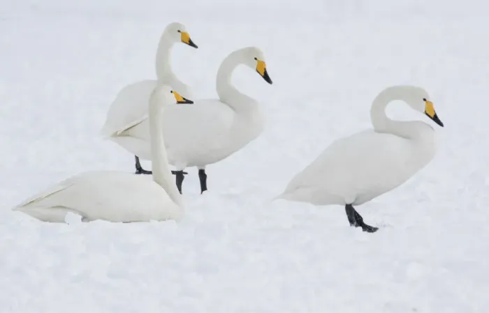 Framed Print : Whooper Swans in Hokkaido, Japan Framed Print : Whooper Swans in Hokkaido, Japan