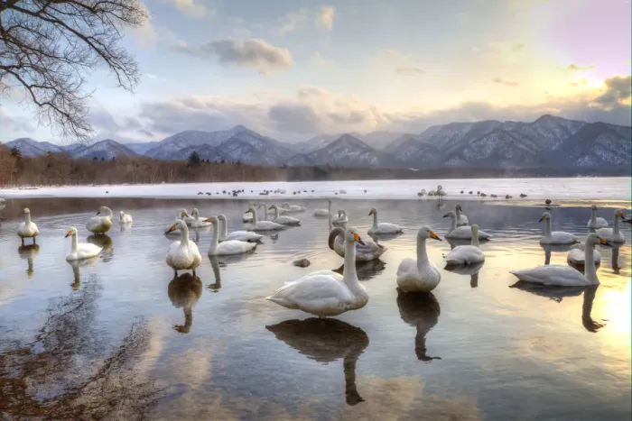 Framed Print : Whooper Swans in Lake Kussharo, Hokkaido, Japan Framed Print : Whooper Swans in Lake Kussharo, Hokkaido, Japan
