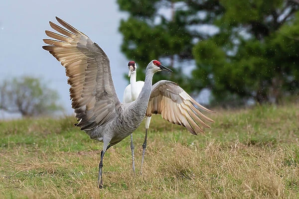 Whooping crane chasing Sandhill crane, Texas coast