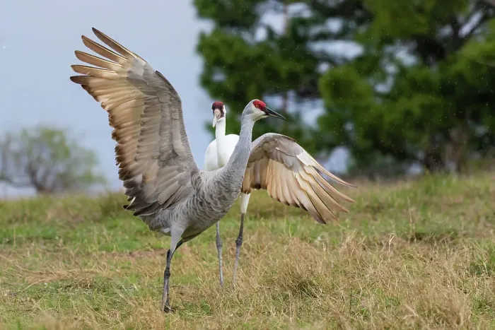 Framed Print : Whooping crane chasing Sandhill crane, Texas coast Framed Print : Whooping crane chasing Sandhill crane, Texas coast