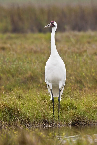 whooping crane (Grus americana) adult at Aransas National Wildlife Refuge, Texas