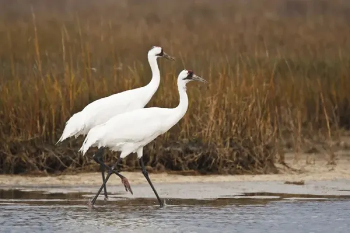 Framed Print : whooping crane (Grus americana) adult at Aransas National Wildlife Refuge, Texas Framed Print : whooping crane (Grus americana) adult at Aransas National Wildlife Refuge, Texas