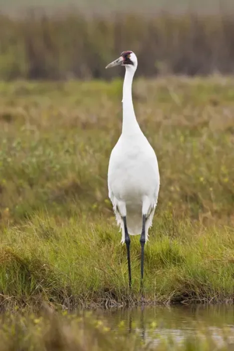 Framed Print : whooping crane (Grus americana) adult at Aransas National Wildlife Refuge, Texas Framed Print : whooping crane (Grus americana) adult at Aransas National Wildlife Refuge, Texas