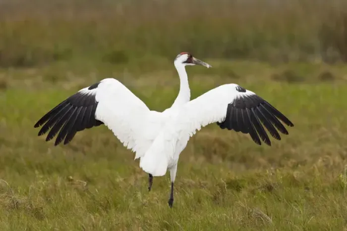 Framed Print : whooping crane (Grus americana) adult at Aransas National Wildlife Refuge, Texas