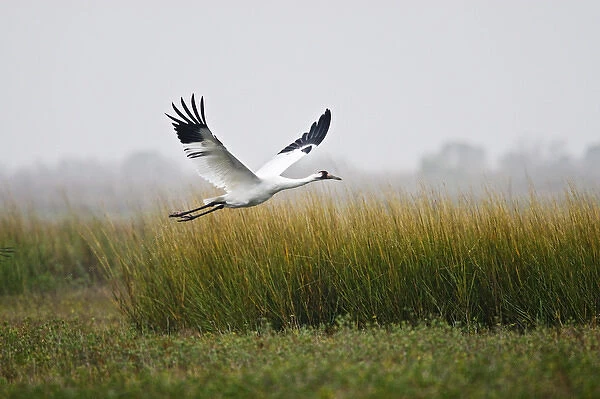 Whooping Crane (Grus americana) endangered species, flying over salt marsh at Aransas