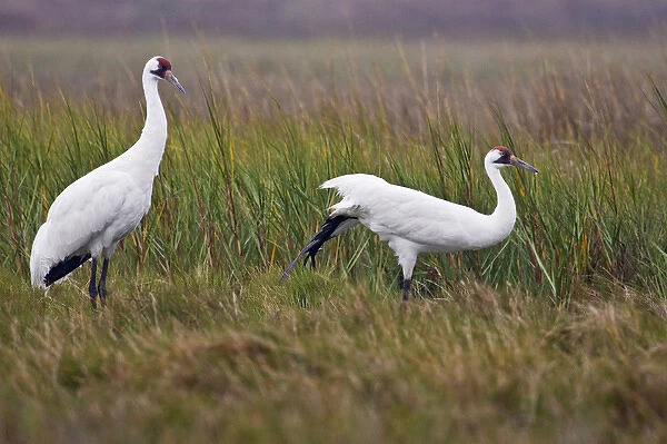 Whooping Crane (Grus americana) endangered species, pair preening in salt marsh at