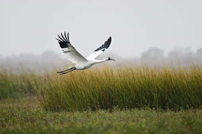 Framed Print : Whooping Crane (Grus americana) endangered species, flying over salt marsh at Aransas