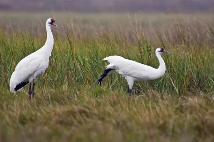 Framed Print : Whooping Crane (Grus americana) endangered species, pair preening in salt marsh