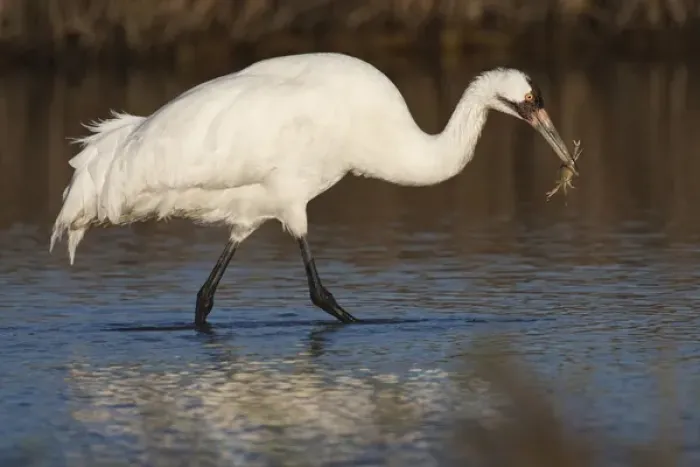 Framed Print : Whooping Crane (Grus americana) wintering at Aransas National Wildlife Refuge, Texas