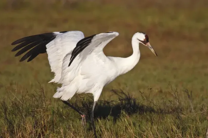Framed Print : Whooping Crane (Grus americana) wintering at Aransas National Wildlife Refuge, Texas Framed Print : Whooping Crane (Grus americana) wintering at Aransas National Wildlife Refuge, Texas