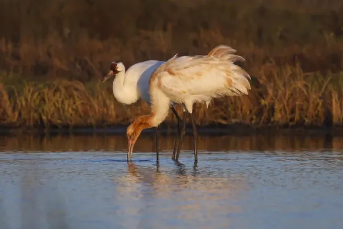 Framed Print : Whooping Crane (Grus americana) wintering at Aransas National Wildlife Refuge, Texas