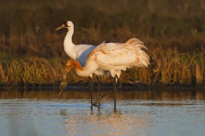Framed Print : Whooping Crane (Grus americana) wintering at Aransas National Wildlife Refuge, Texas Framed Print : Whooping Crane (Grus americana) wintering at Aransas National Wildlife Refuge, Texas