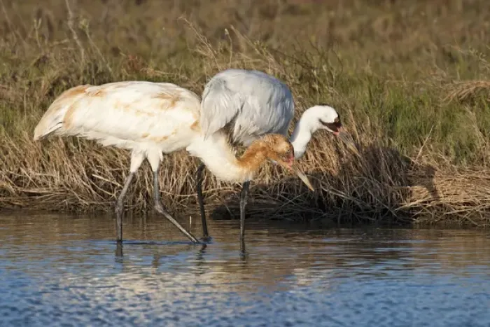 Framed Print : Whooping Crane (Grus americana) wintering at Aransas National Wildlife Refuge, Texas Framed Print : Whooping Crane (Grus americana) wintering at Aransas National Wildlife Refuge, Texas